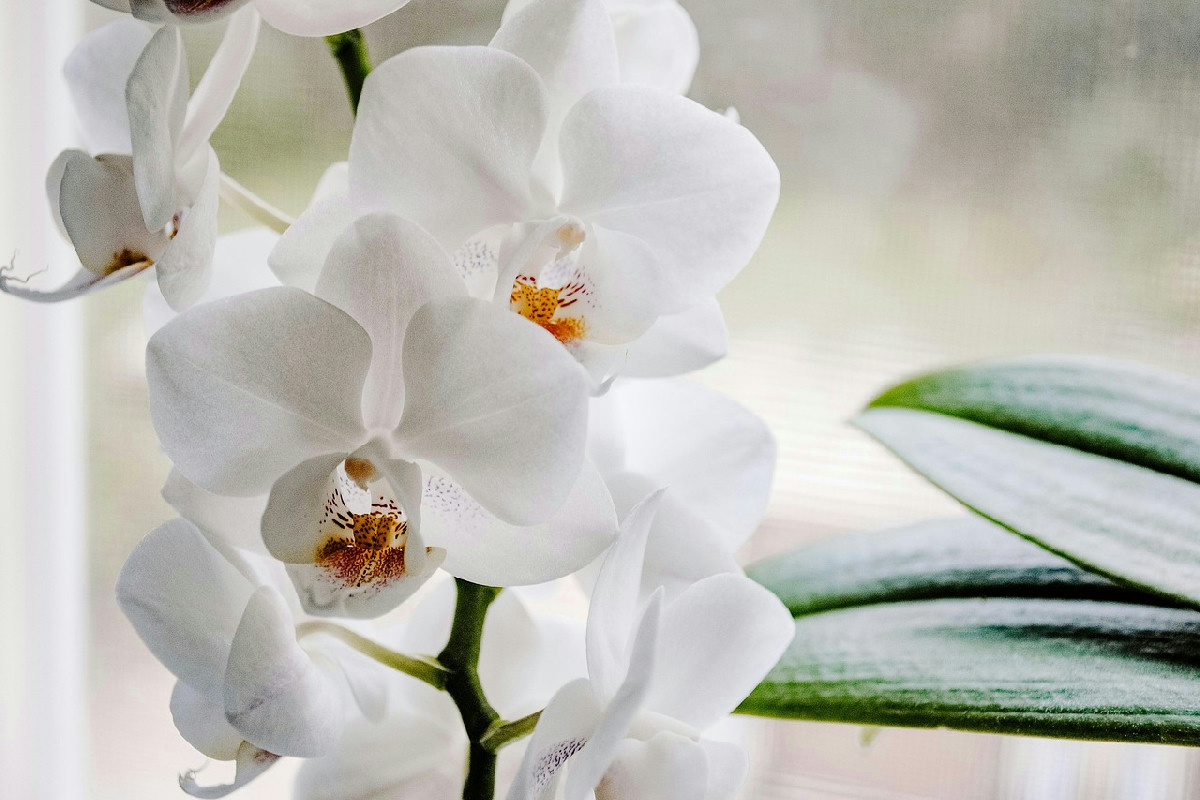 Il segreto per far rifiorire le orchidee stagione dopo stagione senza fatica né stress